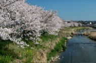 水野川桜